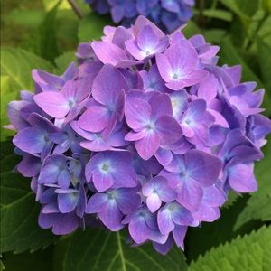 Meet your Posher, Bobbi